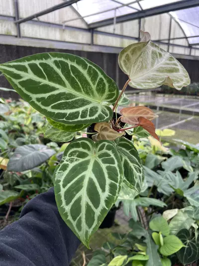 plant/4” Anthurium Silver Bush D - Exact Plant🌱-3-thumbnail