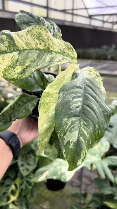 plant/4” Rhaphidophora Puberula A - Exact Plant🌱-2-thumbnail