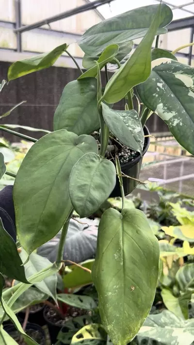 plant/6” Syngonium Chiapense Variegated - Exact Plant🌱-3-thumbnail