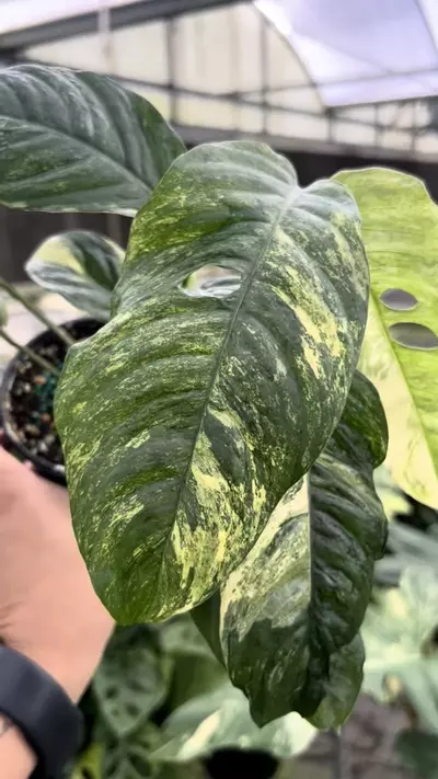 plant/4” Rhaphidophora Puberula B - Exact Plant🌱-1-thumbnail