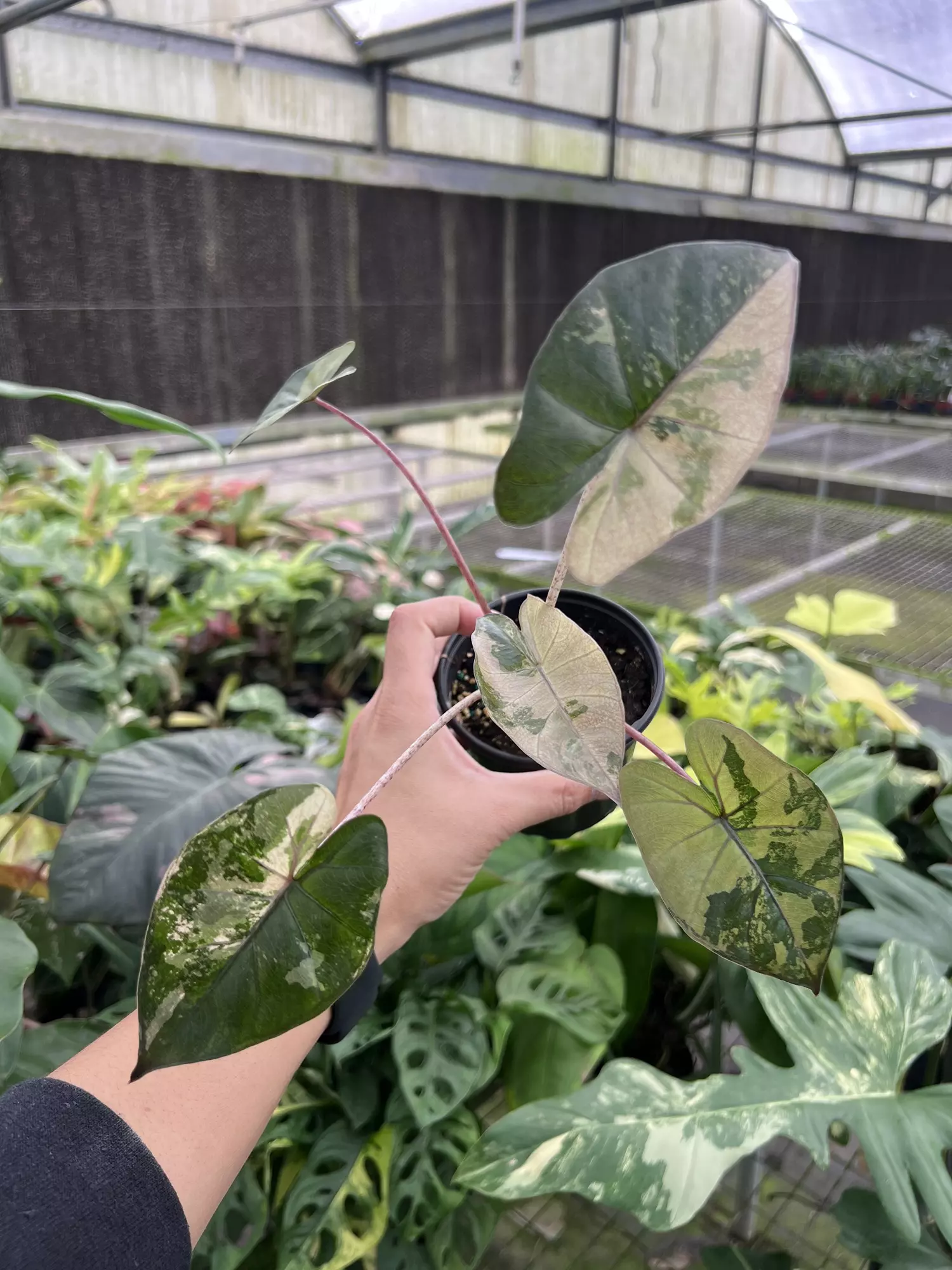 plant/4” Alocasia Yucatan Princess Variegated B - Exact Plant🌱-2