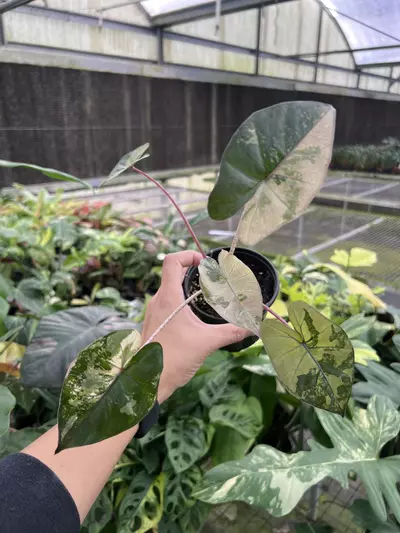 plant/4” Alocasia Yucatan Princess Variegated B - Exact Plant🌱-2-thumbnail