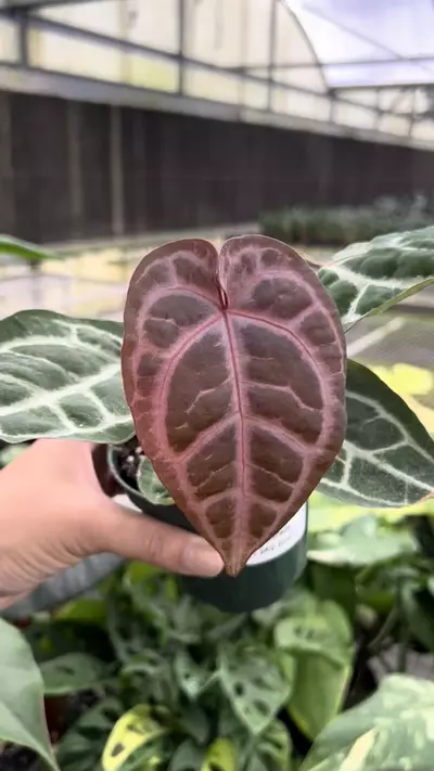 plant/4” Anthurium Michelle x SKG Silver 2 - Exact Plant🌱-1-thumbnail