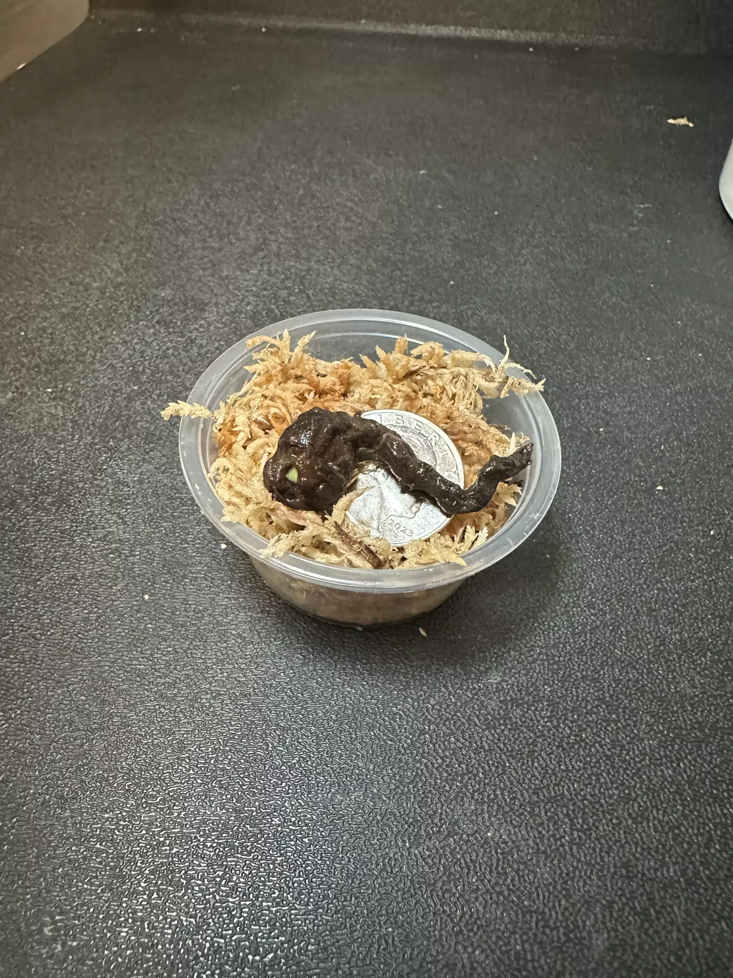 plant/Dragon Scale Aurea/Tri Color •Corm B•-1