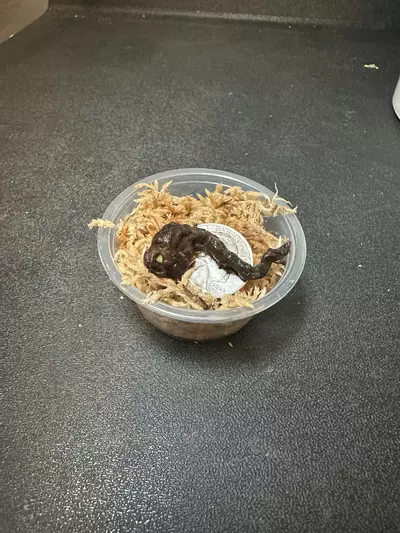 plant/Dragon Scale Aurea/Tri Color •Corm B•-1-thumbnail