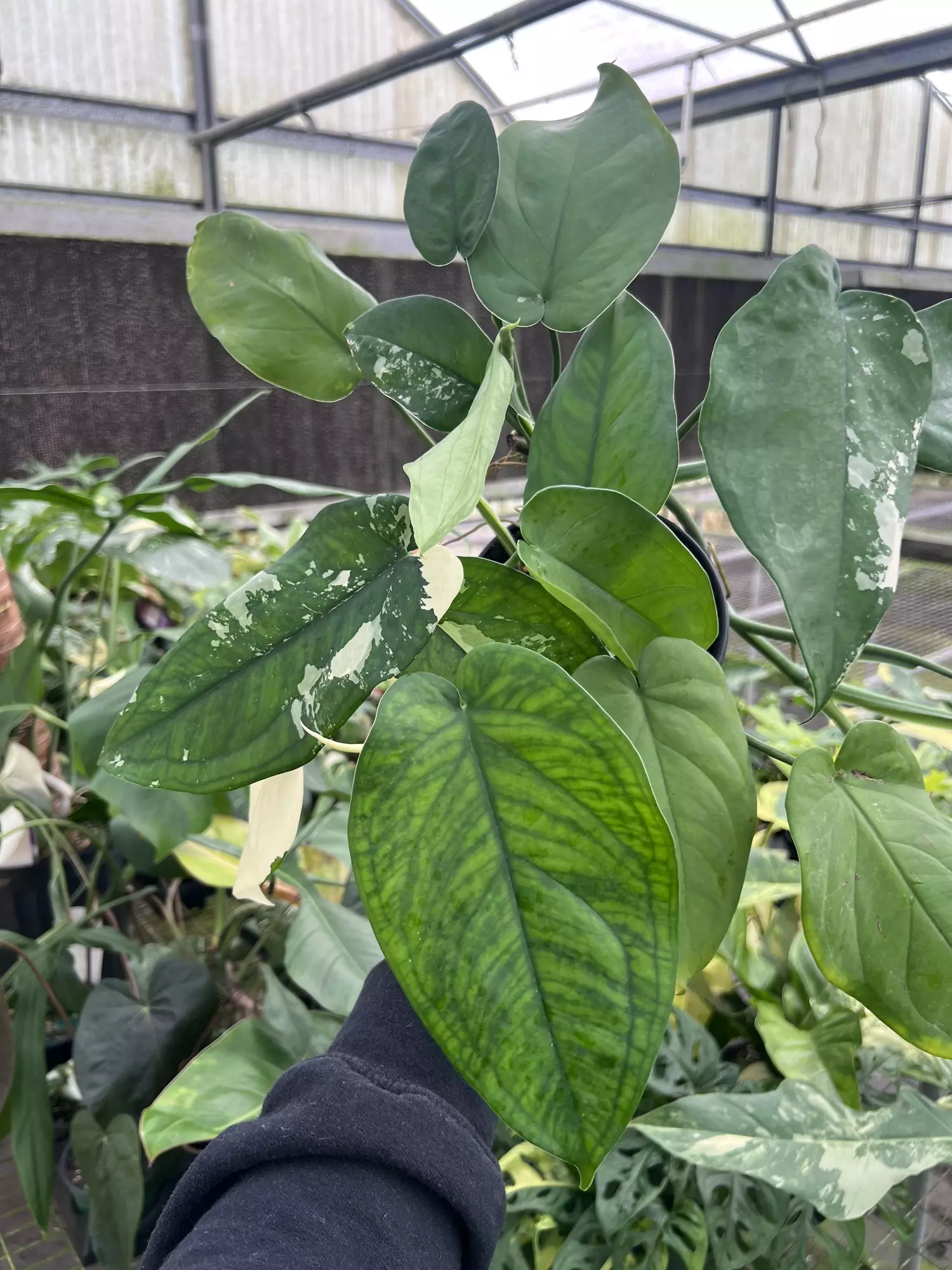 plant/6” Syngonium Chiapense Variegated - Exact Plant🌱-1