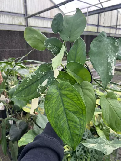 plant/6” Syngonium Chiapense Variegated - Exact Plant🌱-1-thumbnail