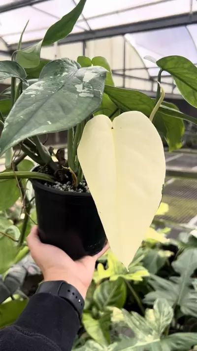 plant/6” Syngonium Chiapense Variegated - Exact Plant🌱-2-thumbnail