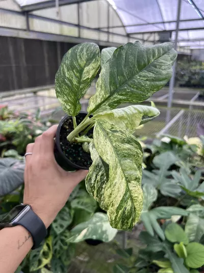 plant/4” Rhaphidophora Puberula A - Exact Plant🌱-1-thumbnail