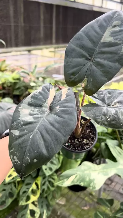 plant/4” Alocasia Yucatan Princess Variegated A - Exact Plant🌱-1-thumbnail