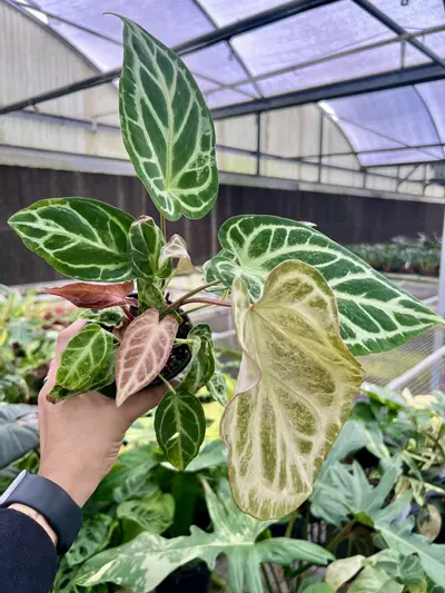 plant/4” Anthurium Silver Bush D - Exact Plant🌱-4-thumbnail