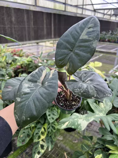 plant/4” Alocasia Yucatan Princess Variegated A - Exact Plant🌱-2-thumbnail