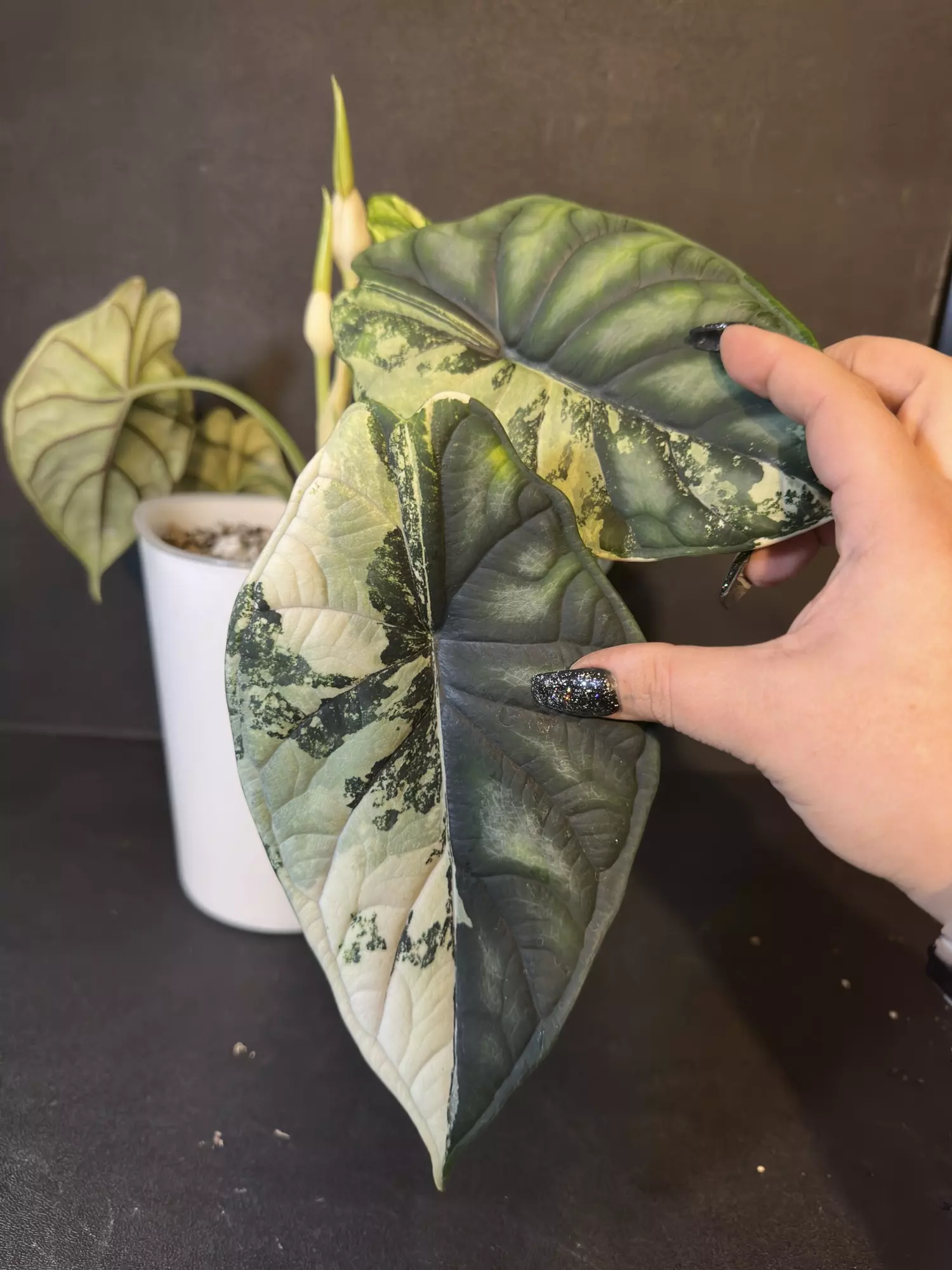 plant/Dragon Scale Aurea/Tri Color •Corm B•-0