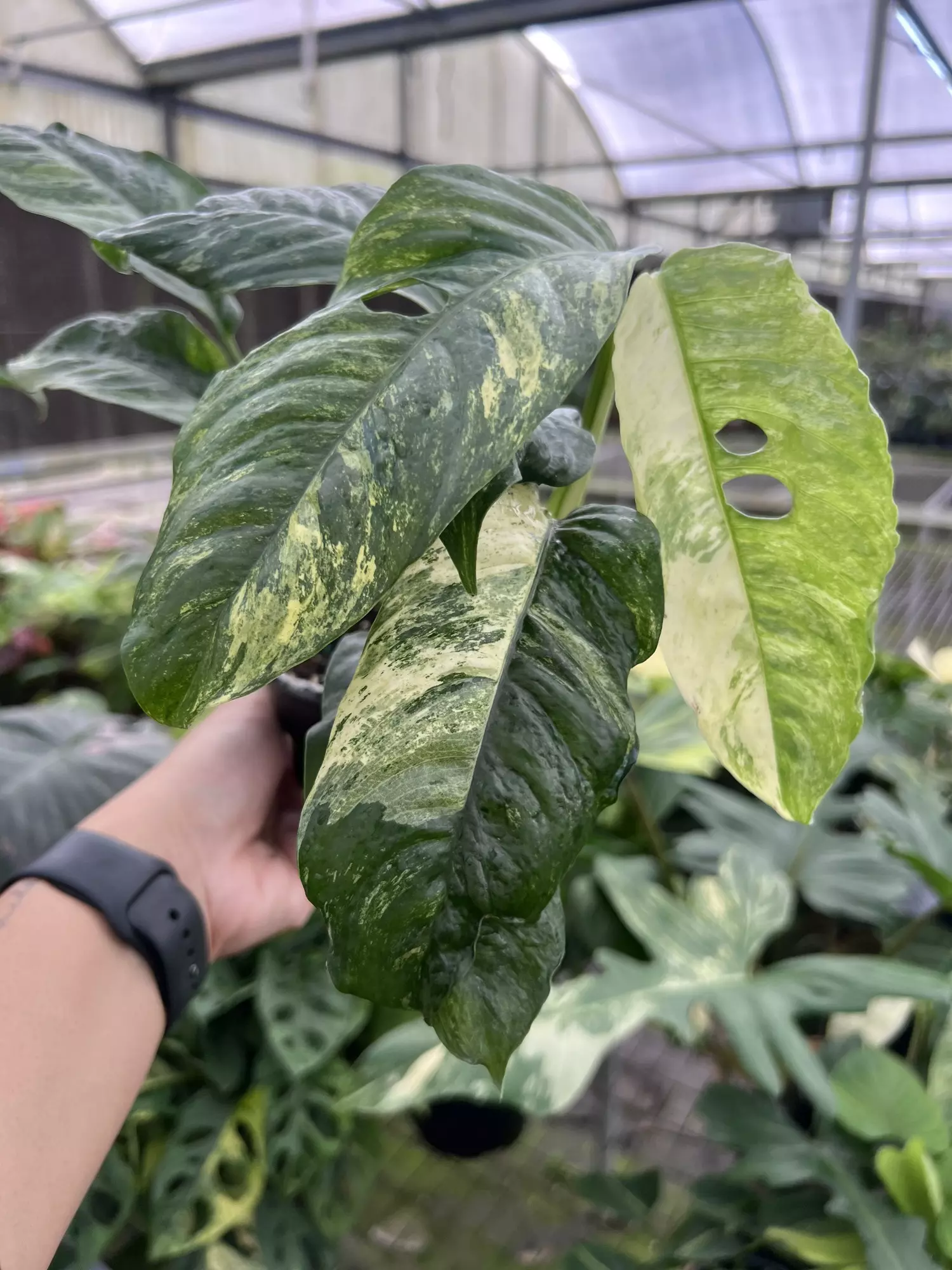 plant/4” Rhaphidophora Puberula B - Exact Plant🌱-0