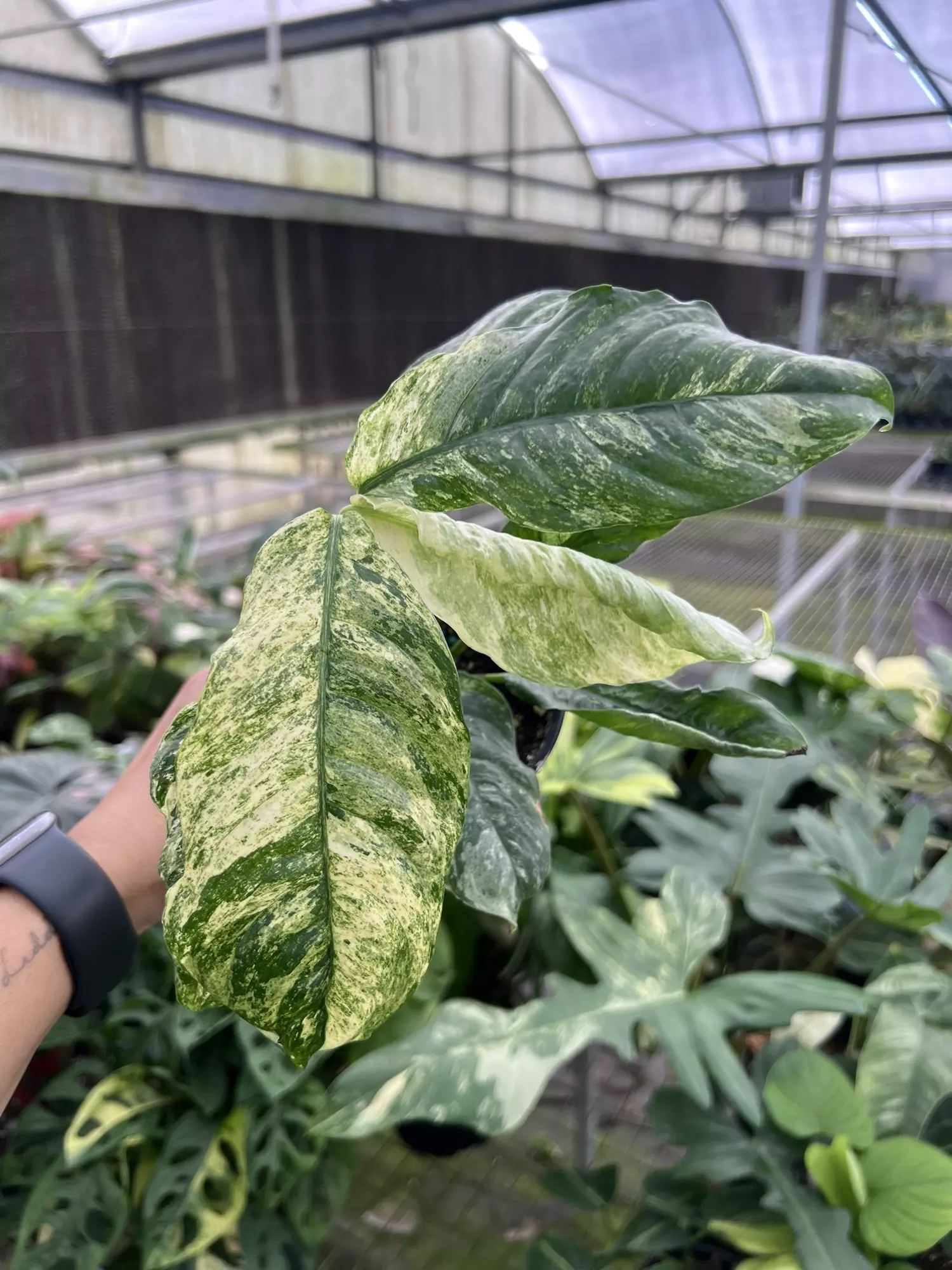 plant/4” Rhaphidophora Puberula A - Exact Plant🌱-0