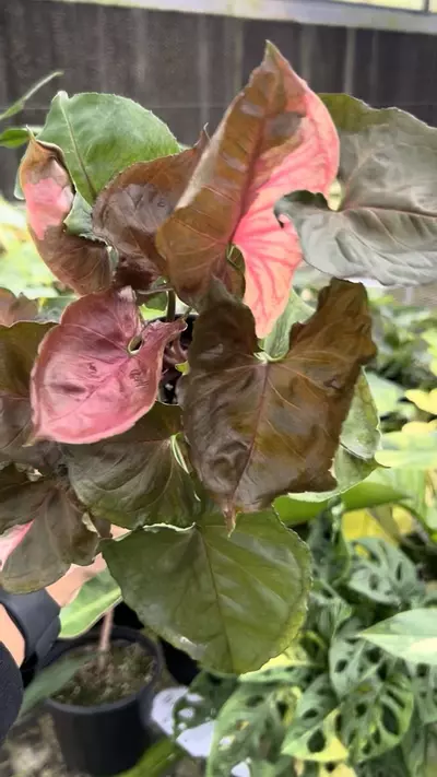 plant/4” Syngonium Strawberry Ice - Exact Plant🌱-2-thumbnail