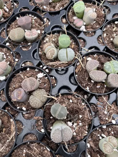 plant/2” Lithos Living Stone - Grower’s Choice💚-1-thumbnail