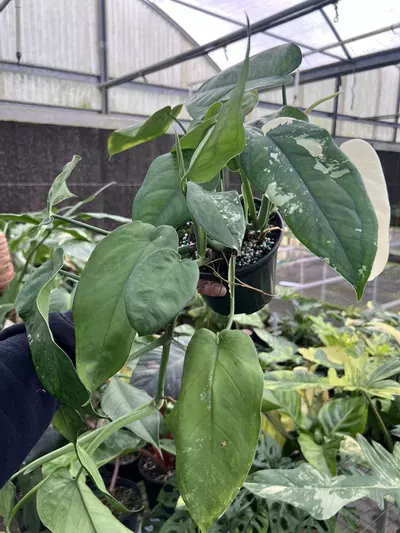 plant/6” Syngonium Chiapense Variegated - Exact Plant🌱-4-thumbnail