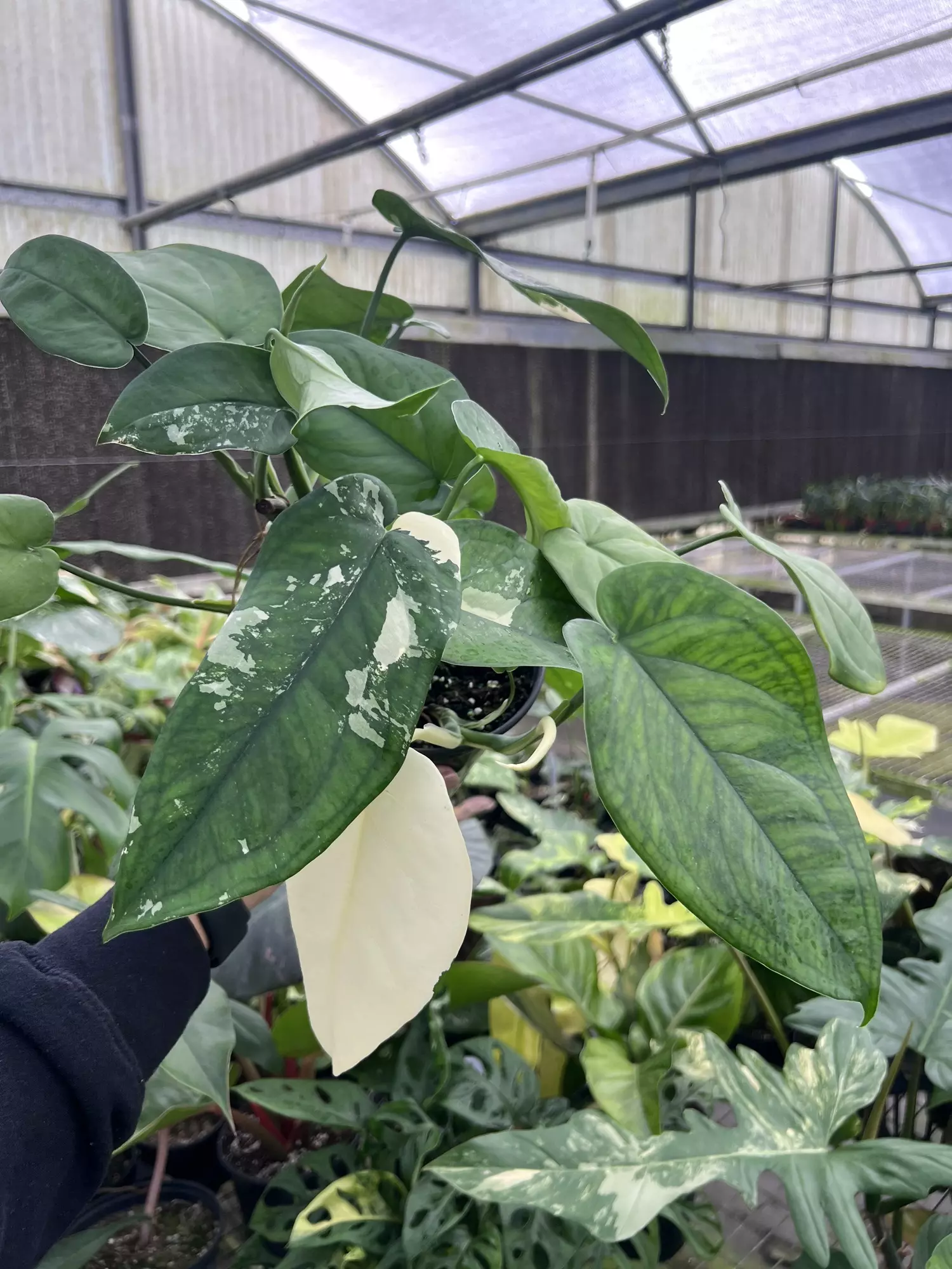 plant/6” Syngonium Chiapense Variegated - Exact Plant🌱-0