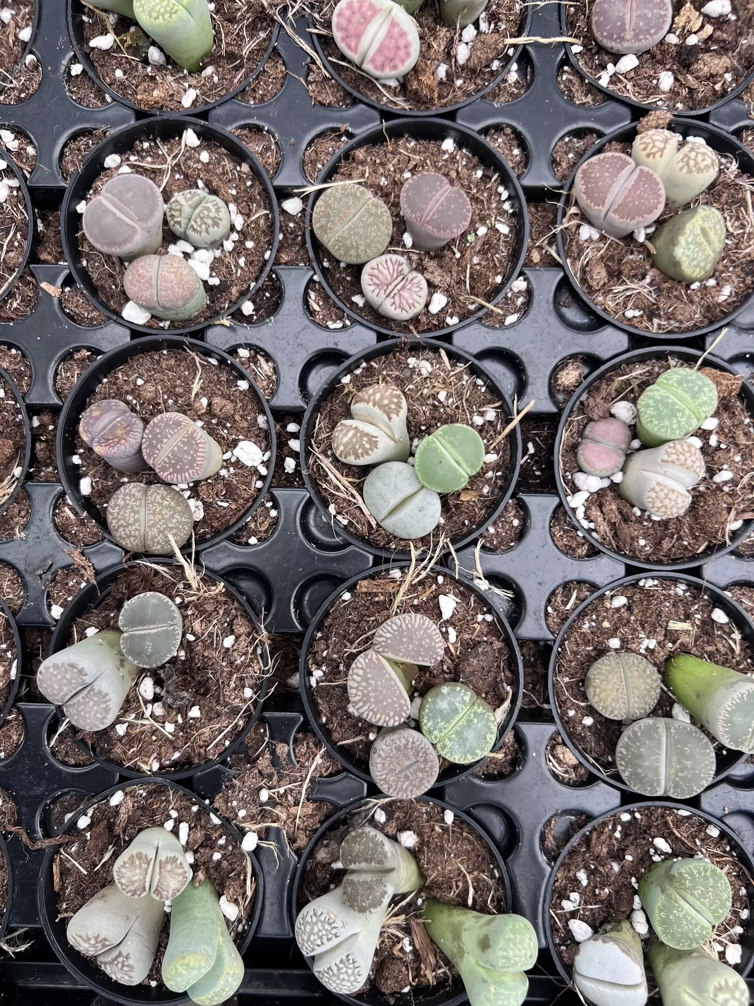 plant/2” Lithos Living Stone - Grower’s Choice💚-0