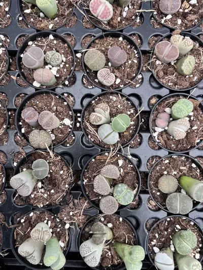 plant/2” Lithos Living Stone - Grower’s Choice💚-0-thumbnail