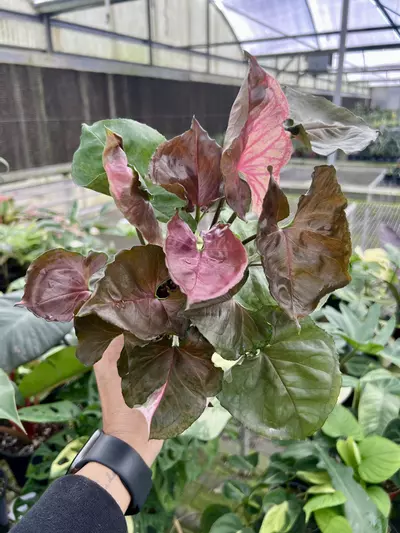 plant/4” Syngonium Strawberry Ice - Exact Plant🌱-1-thumbnail