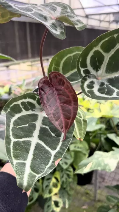 plant/4” Anthurium Michelle x SKG Silver 1 - Exact Plant🌱-2-thumbnail