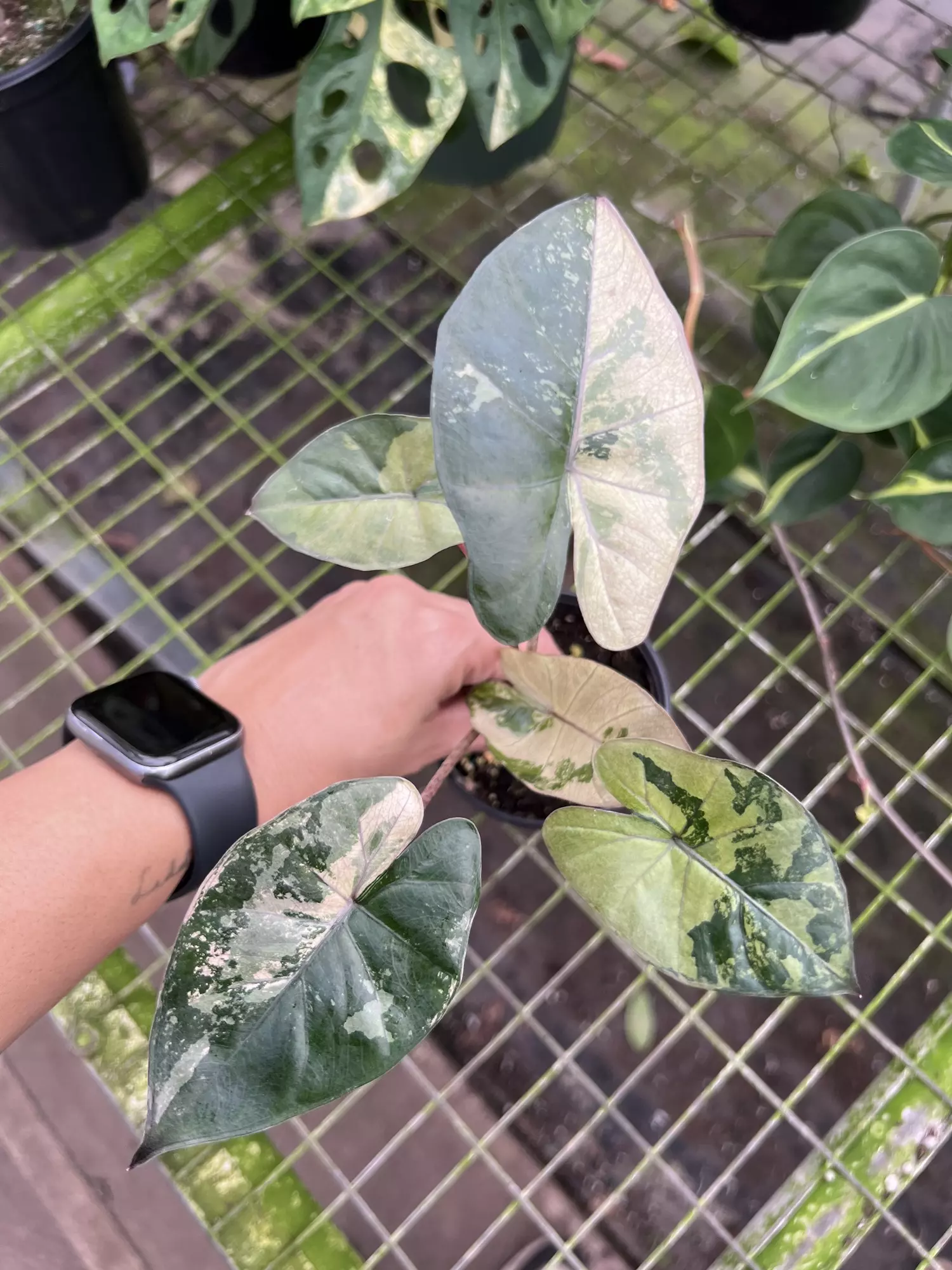 plant/4” Alocasia Yucatan Princess Variegated B - Exact Plant🌱-0