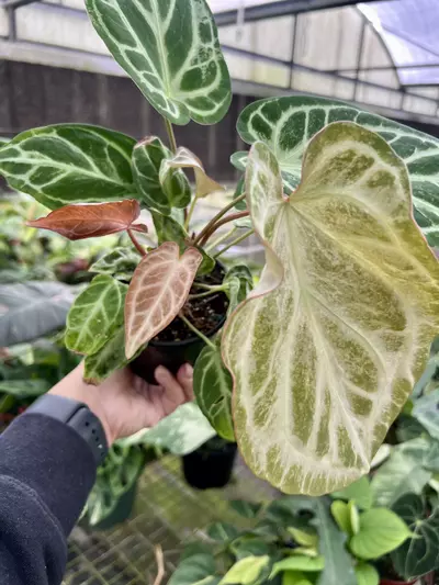 plant/4” Anthurium Silver Bush D - Exact Plant🌱-2-thumbnail