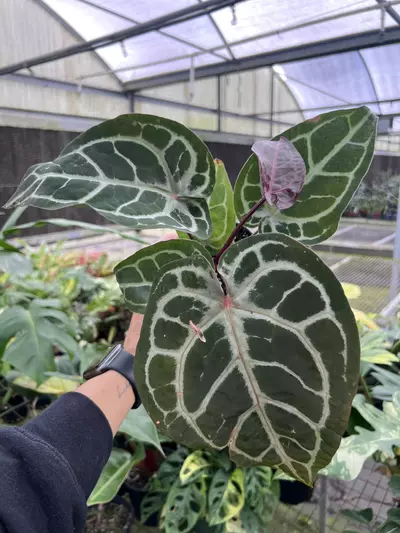 plant/4” Anthurium Michelle x SKG Silver 1 - Exact Plant🌱-1-thumbnail