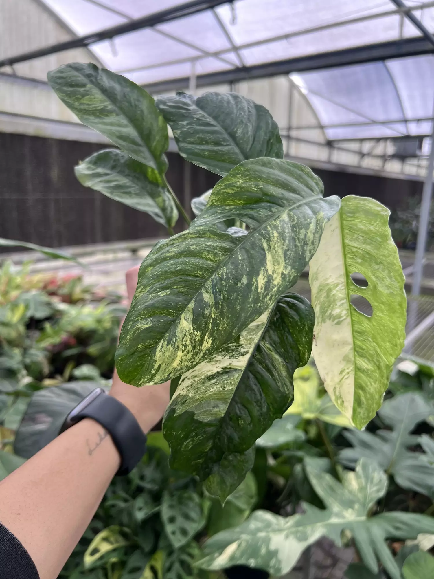 plant/4” Rhaphidophora Puberula B - Exact Plant🌱-3