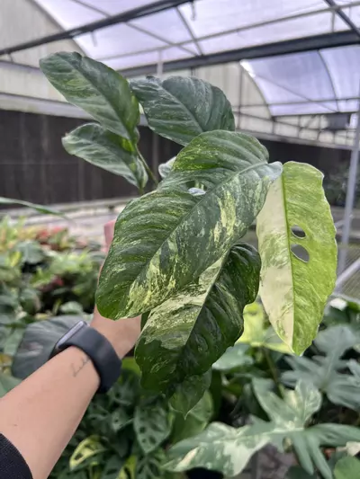 plant/4” Rhaphidophora Puberula B - Exact Plant🌱-3-thumbnail