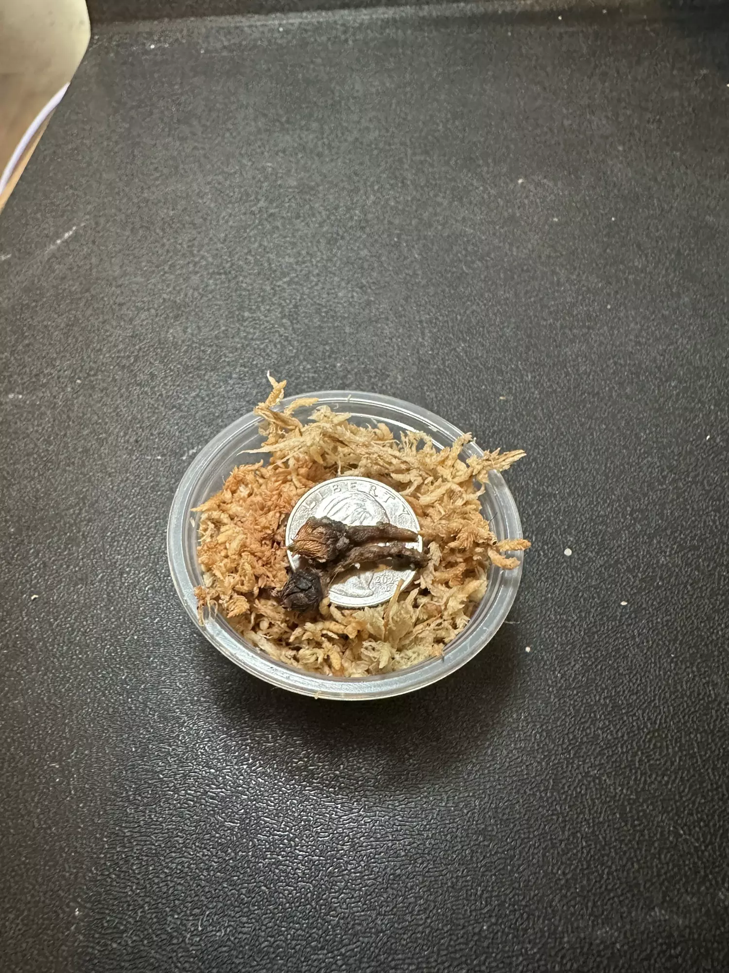 plant/Longiloba Purple Vein •Corm GC•-0