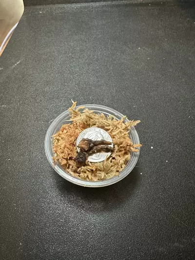 plant/Longiloba Purple Vein •Corm GC•-0-thumbnail