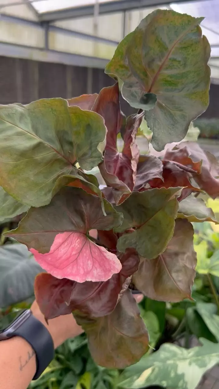 plant/4” Syngonium Strawberry Ice B - Exact Plant🌱-1