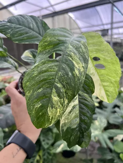 plant/4” Rhaphidophora Puberula B - Exact Plant🌱-2-thumbnail