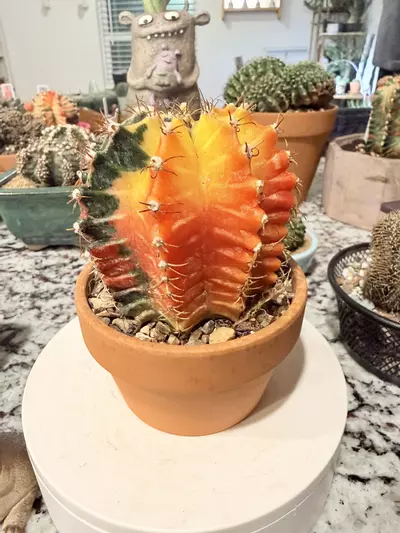 plant/0108 Stunning Gymno Tower-2-thumbnail