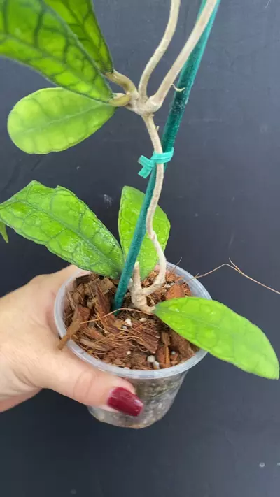 plant/Hoya callistophylla (Philippines)-0-thumbnail