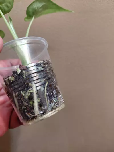 plant/Alocasia Culcullata Mint-3-thumbnail