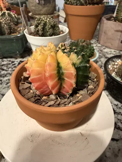 plant/0106 Gymno-1-thumbnail