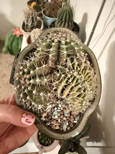 plant/Large Crested Gymnocalycium Cluster-3-thumbnail