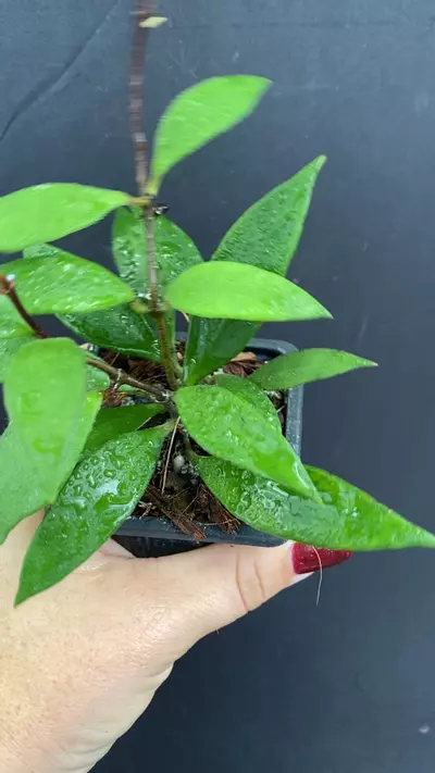 plant/Hoya micrantha-0-thumbnail