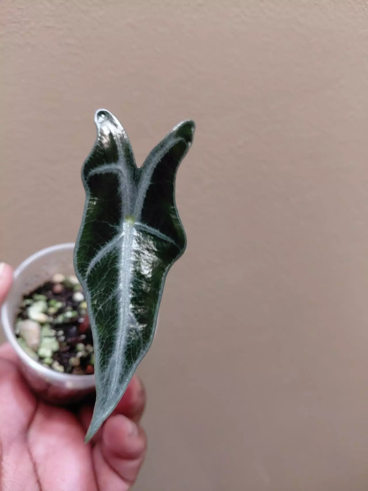 plant/Alocasia Nobilis Silver Pup-0