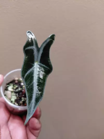 plant/Alocasia Nobilis Silver Pup-0-thumbnail