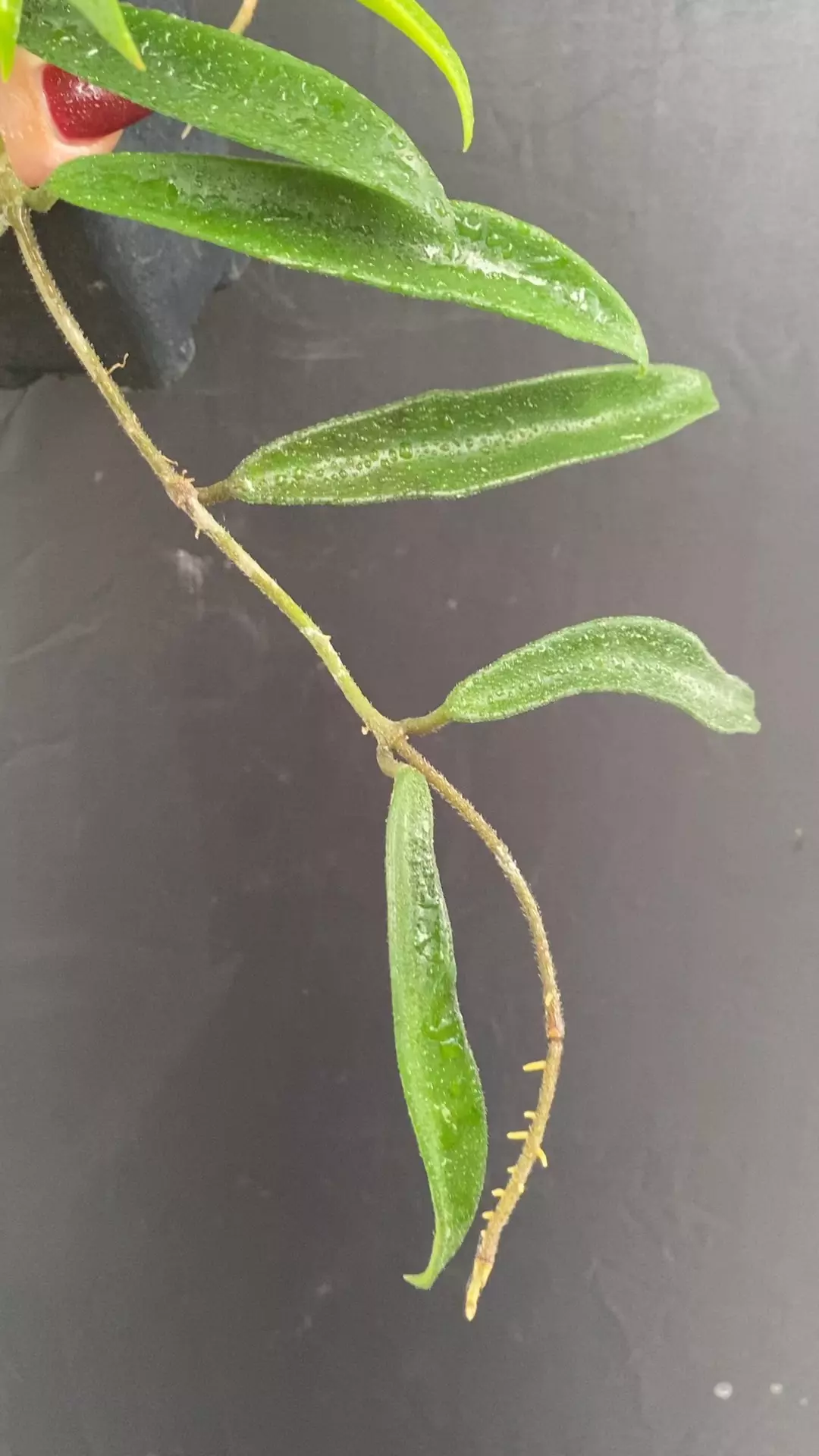 plant/Hoya ‘Minibelle’ EPC-931 (great size) classic-0