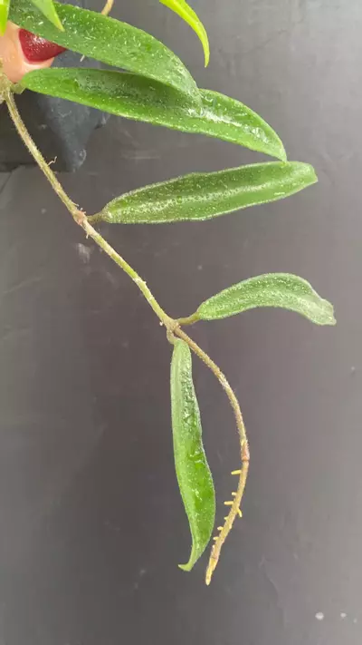 plant/Hoya ‘Minibelle’ EPC-931 (great size) classic-0-thumbnail