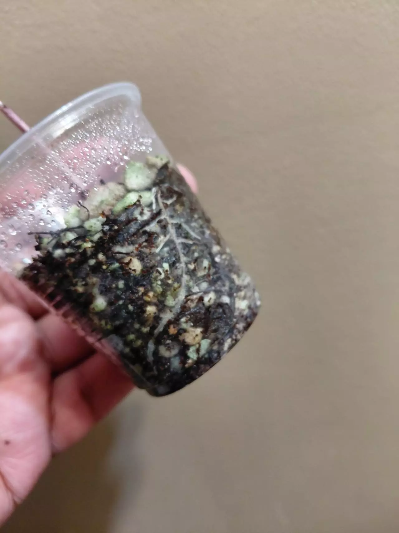 plant/Alocasia Nobilis Silver Pup-2