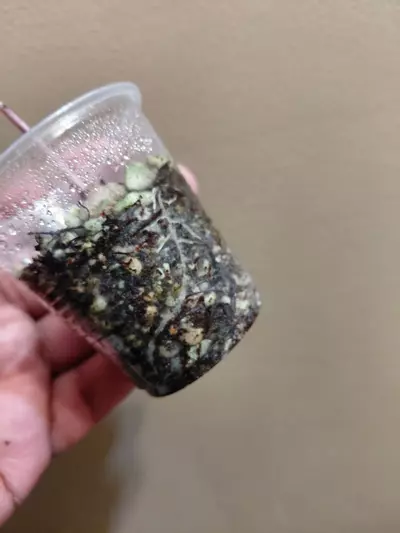 plant/Alocasia Nobilis Silver Pup-2-thumbnail