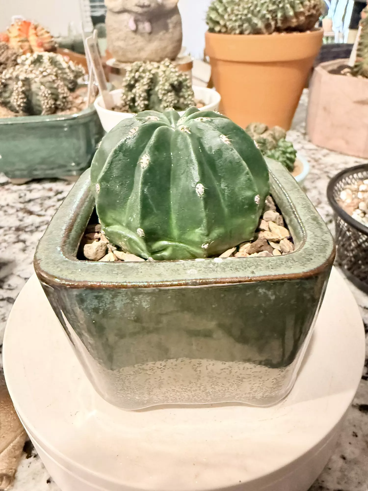 plant/0107 Inermis Melocactus-1