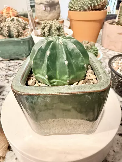 plant/0107 Inermis Melocactus-1-thumbnail